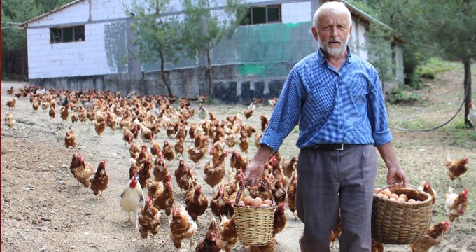 Tavukların Efendisi, Çocuğu Gibi Bakıyor, Onlar da Para Basıyor