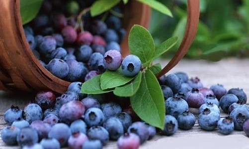Acai Üzümü ve Faydaları