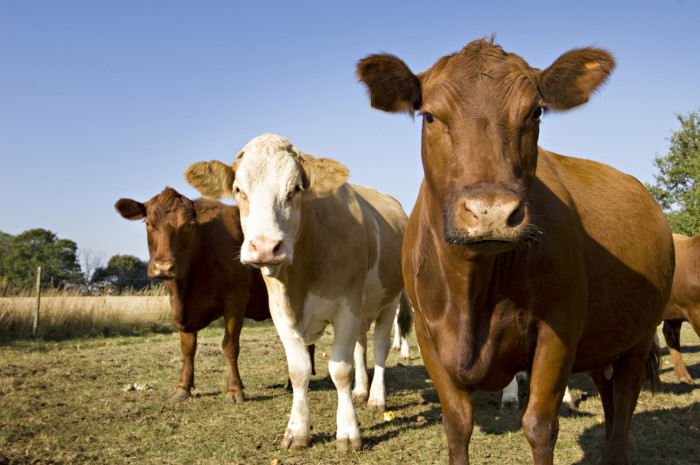Hükümet et fiyatlarını düşürmek için besilik sığır ithalatı için gümrük vergisi sıfırlandı