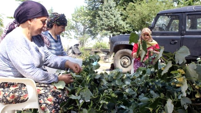 Geçen Yıl Fiyatı Altınla Yarışan Ihlamur Yarı Yarıya Ucuzladı