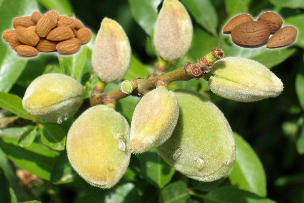 Badem Nedir Faydaları Nelerdir?